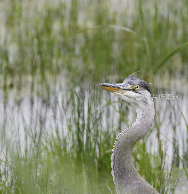 苍鹭(Ardea cinerea)肖像幼鸟